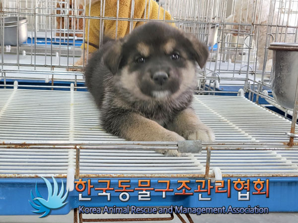 한국동물구조관리협회_441406202300418
